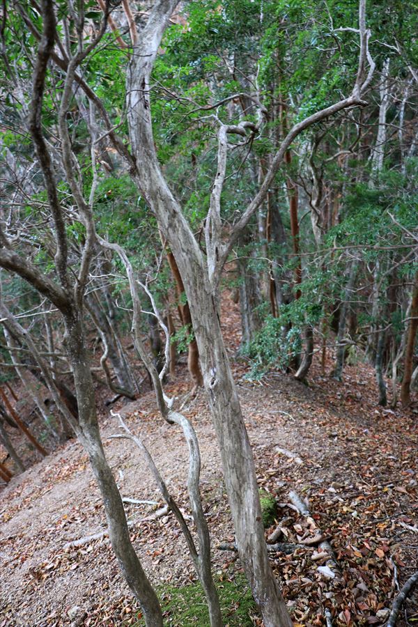 地池越 尾根 樹林帯 台高山脈