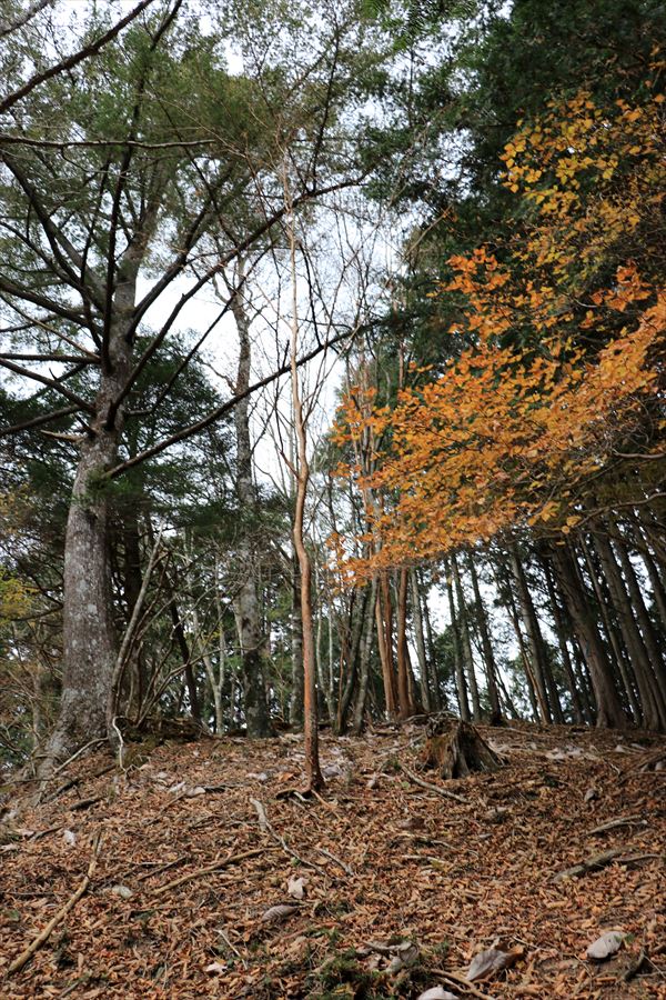 地池越 尾根 急登 樹林帯 台高山脈