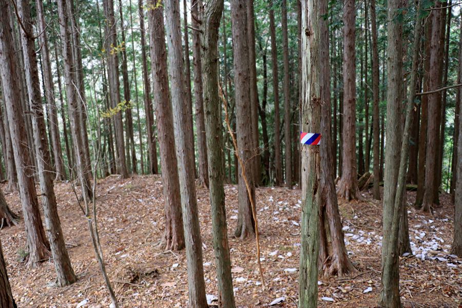 地池越 北ピーク 樹林帯 台高山脈