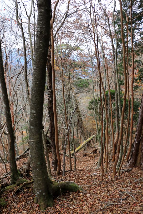 地池越 北ピーク 急坂 アップダウン 台高山脈
