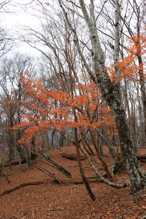 地池越 馬ノ鞍峰 尾根 紅葉 台高山脈