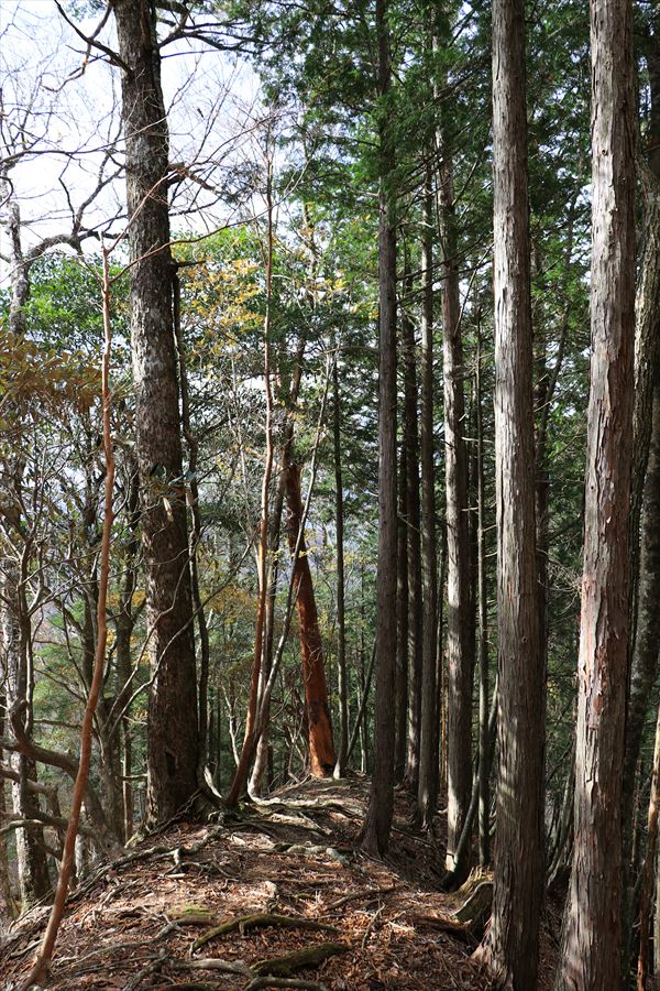 地池越 馬ノ鞍峰 尾根 日差し 台高山脈