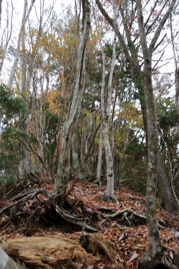 地池越 馬ノ鞍峰 尾根 急登 樹林帯 台高山脈