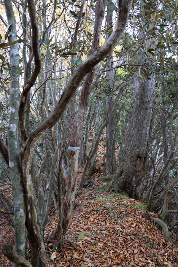 地池越 馬ノ鞍峰 痩せ尾根 樹林帯 台高山脈