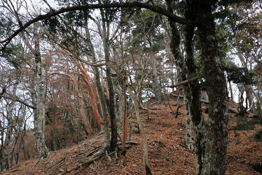 地池越 馬ノ鞍峰 1164ピーク 登り 台高山脈