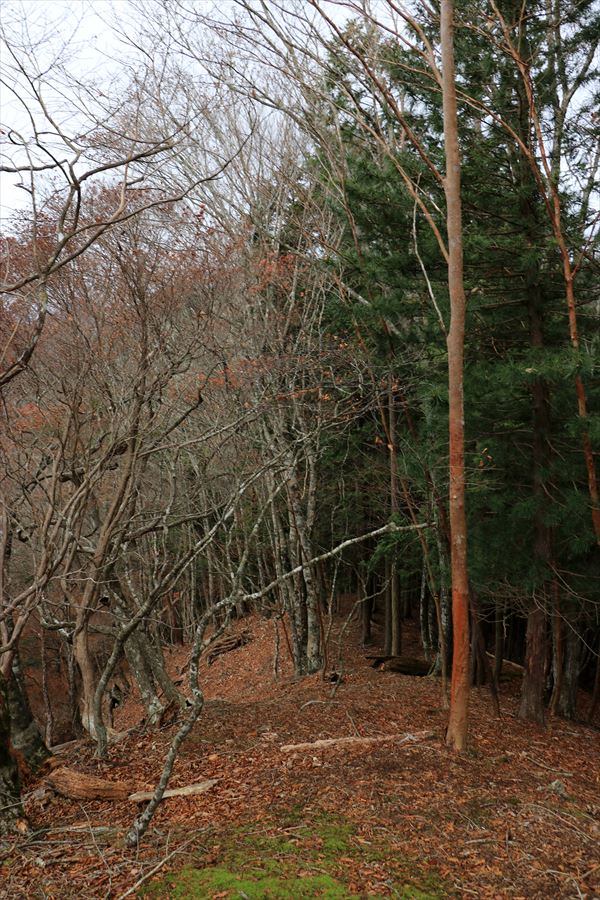 地池越 馬ノ鞍峰 樹林帯 鬱蒼 台高山脈