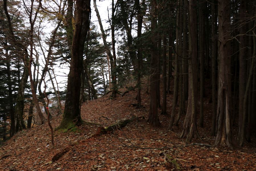地池越 馬ノ鞍峰 登り テープ 台高山脈