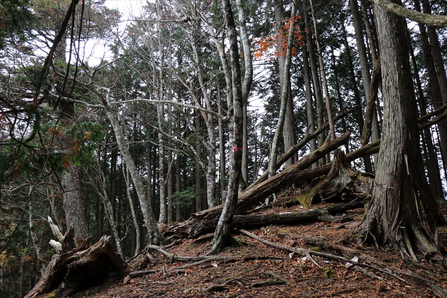地池越 馬ノ鞍峰 登り テープ 倒木 台高山脈