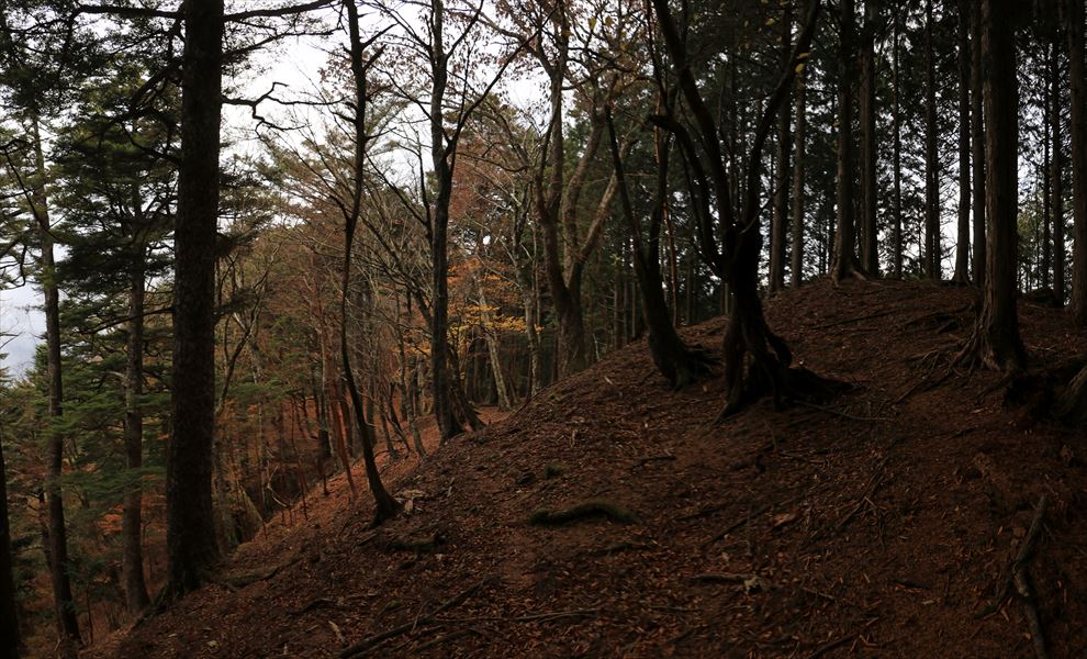 地池越 馬ノ鞍峰 踏み跡 樹林帯 台高山脈