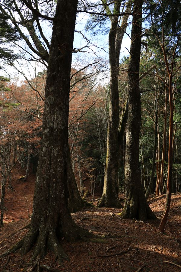 地池越 馬ノ鞍峰 巨木 樹林帯 台高山脈