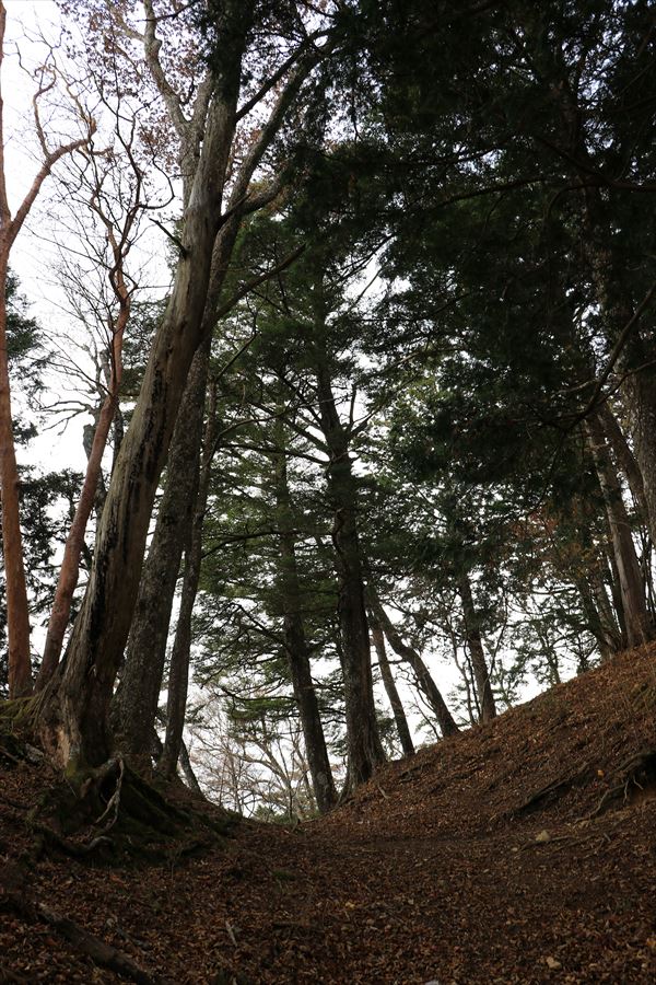 地池越 馬ノ鞍峰 樹林帯 曇り空 台高山脈