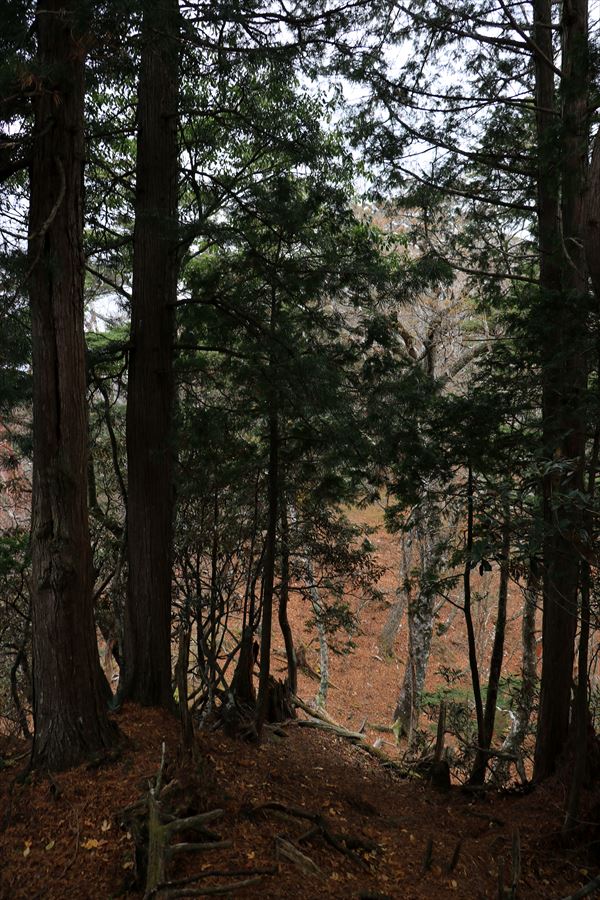 地池越 馬ノ鞍峰 下り坂 アップダウン 台高山脈