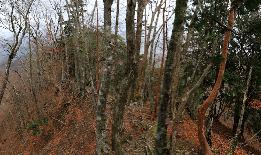馬ノ鞍峰 山頂 直下 痩せ尾根 台高山脈