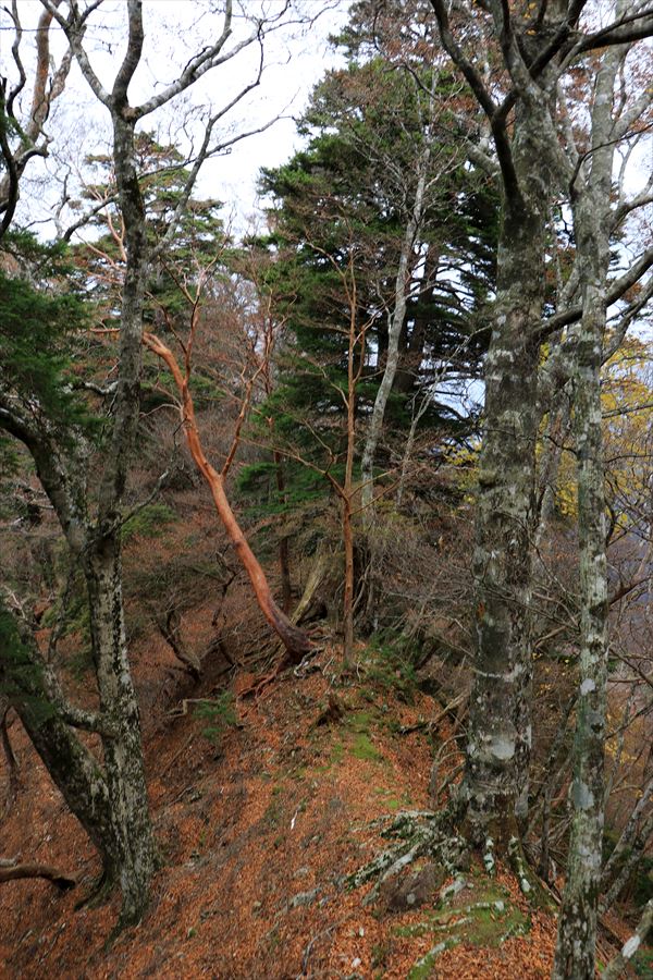 馬ノ鞍峰 山頂 直下 痩せ尾根 アップダウン 台高山脈
