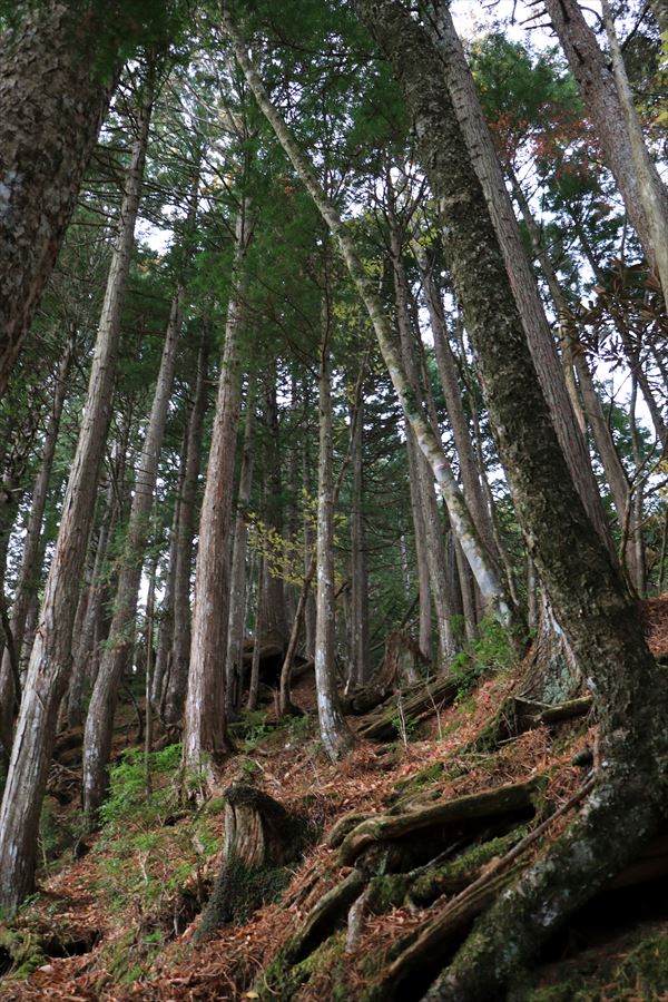 馬ノ鞍峰 山頂 直下 樹林帯 アップダウン 台高山脈