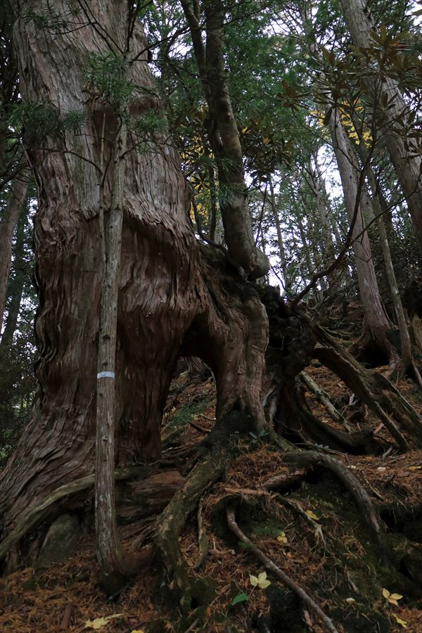 馬ノ鞍峰 霧ノ平 木のトンネル 台高山脈
