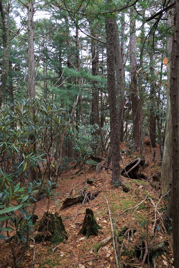 馬ノ鞍峰 霧ノ平 シャクナゲ 台高山脈