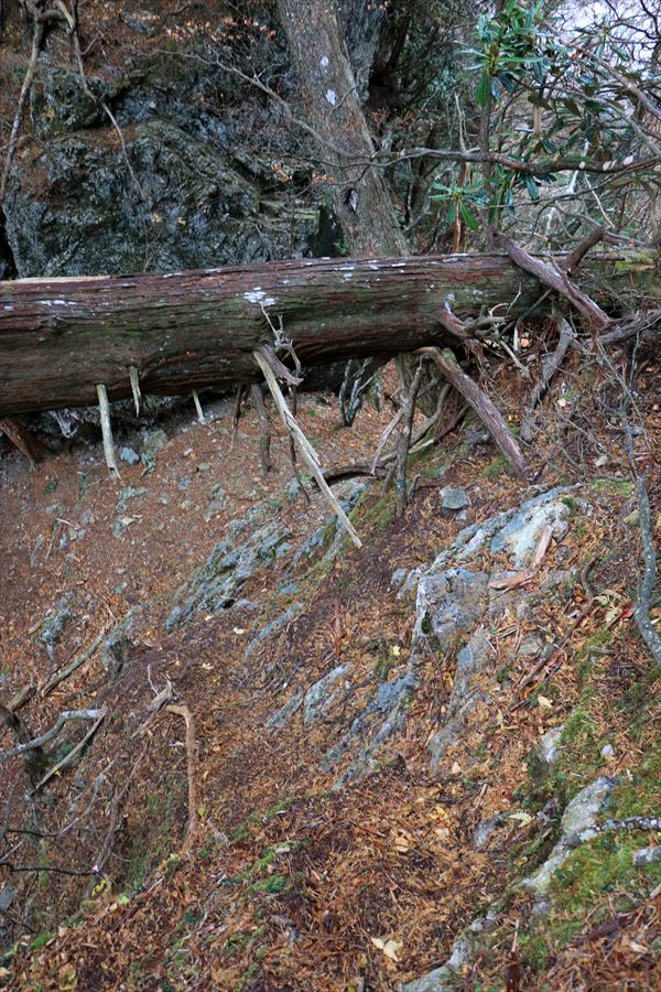 馬ノ鞍峰 霧ノ平 崖 岩稜 難所 台高山脈