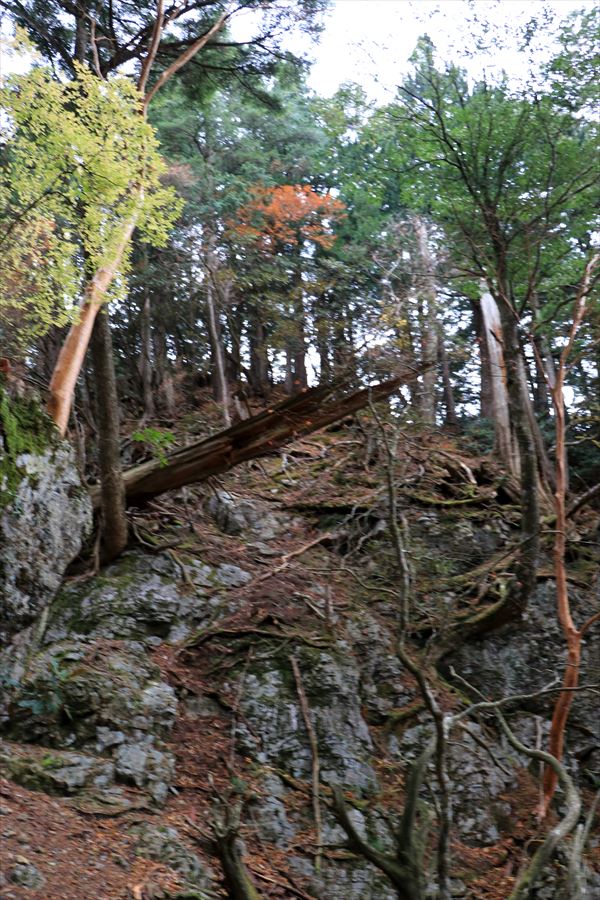 馬ノ鞍峰 霧ノ平 崖 岩稜 難所 急坂 台高山脈