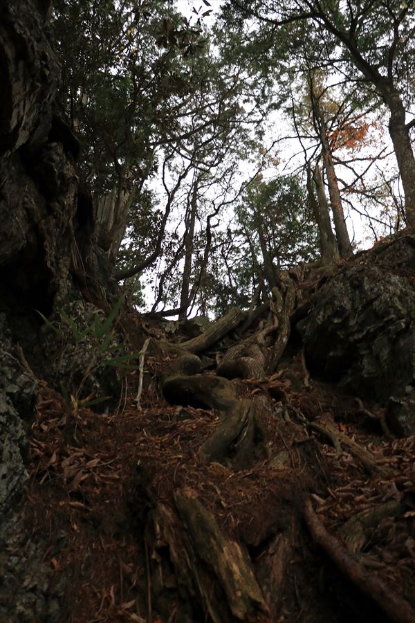 馬ノ鞍峰 霧ノ平 岩稜 急登 難所 台高山脈
