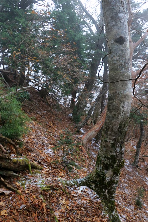 馬ノ鞍峰 霧ノ平 トラバース 積雪 台高山脈
