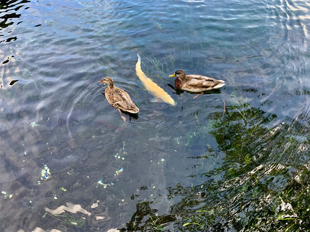 f:id:SKRsan:20190921150405j:image
