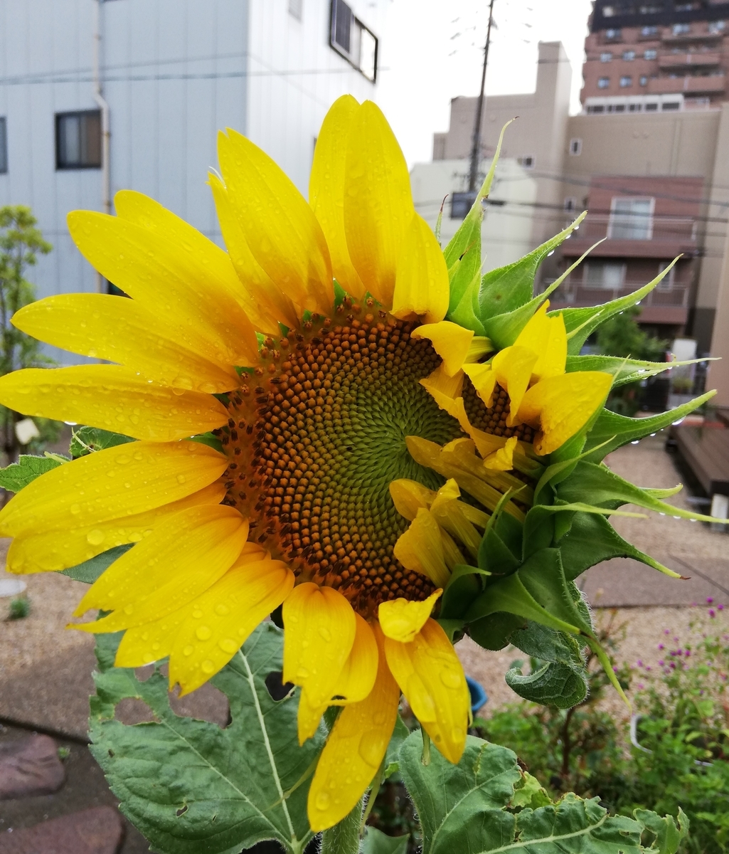 そっぽむく大向日葵の立ち姿 芽衣子の徒然