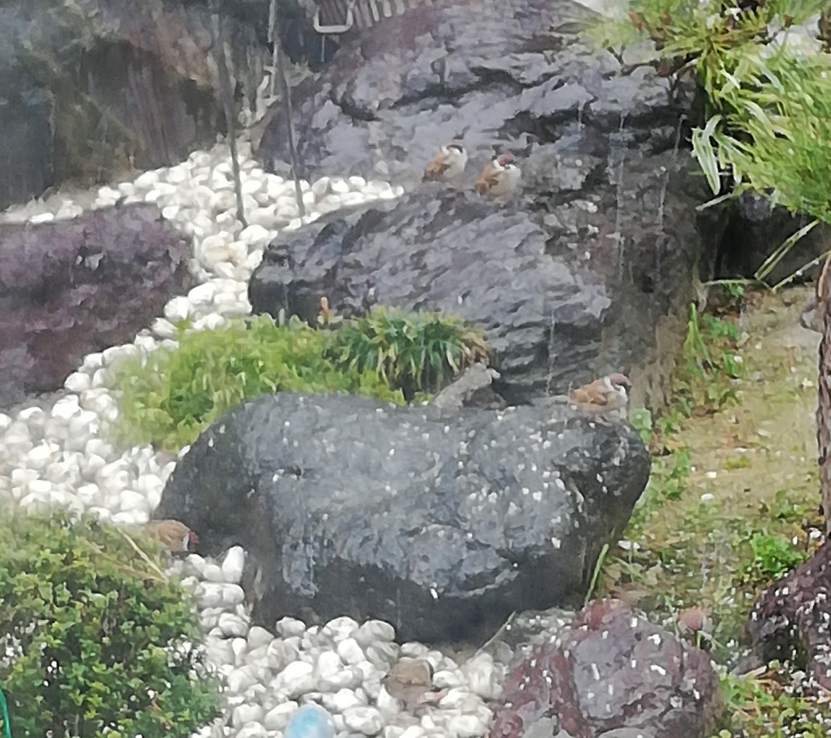 霙降り落ち餌を求む雀どち - 芽衣子の徒然