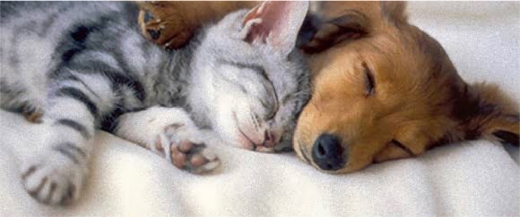 f:id:SMendy:20210121172219j:image f:id:SMendy:20210121172219j:image