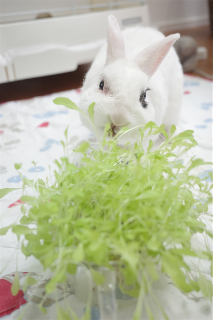 f:id:SOJI:20250504092944j:image