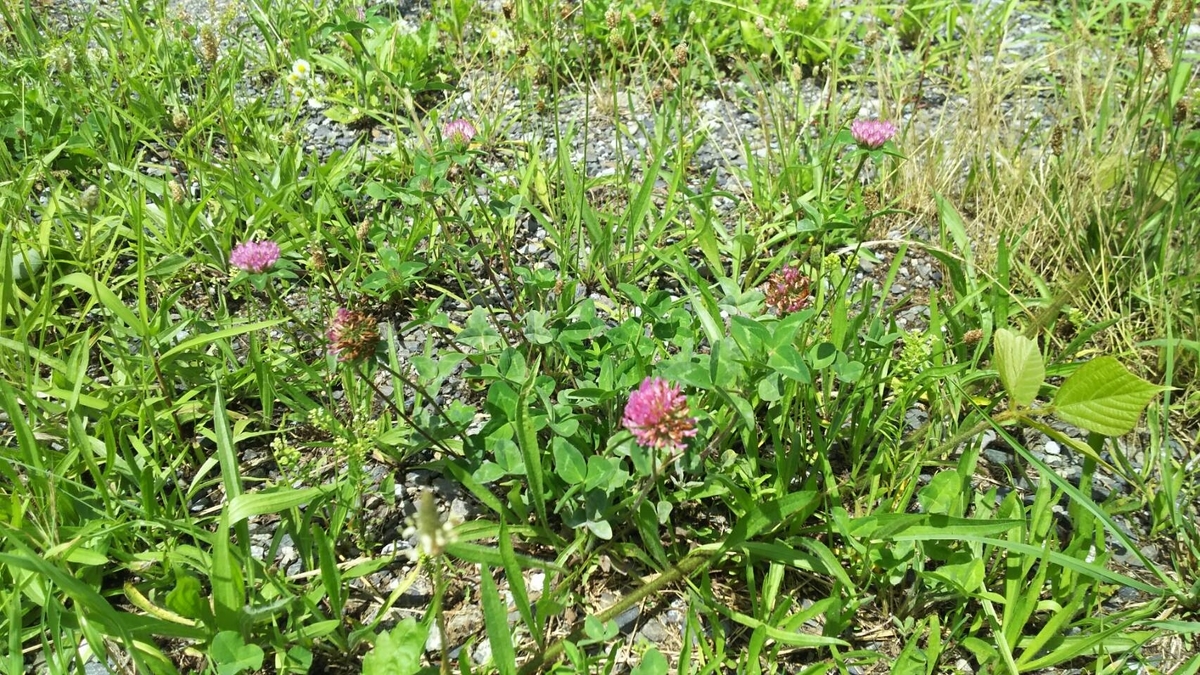f:id:SOLsoLid:20200701232555j:plain f:id:SOLsoLid:20200701232555j:plain