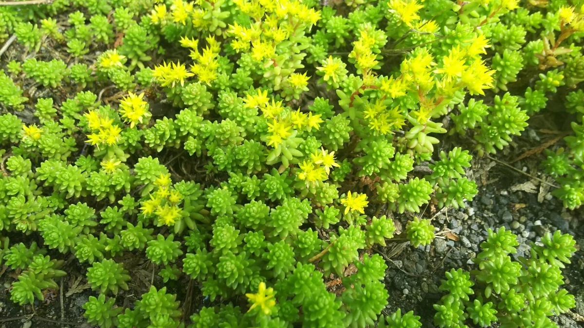 f:id:SOLsoLid:20200701234749j:plain f:id:SOLsoLid:20200701234749j:plain