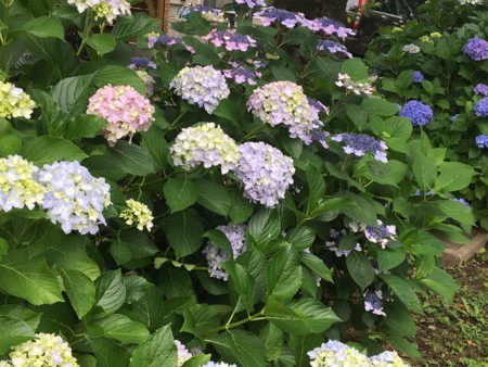 f:id:SPYBOY:20170607071819j:image f:id:SPYBOY:20170607071819j:image