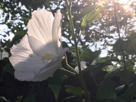 f:id:SPYBOY:20180727071110j:image