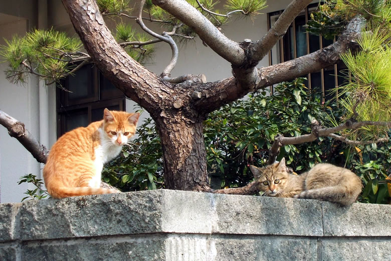 f:id:SQB:20080308233707j:image