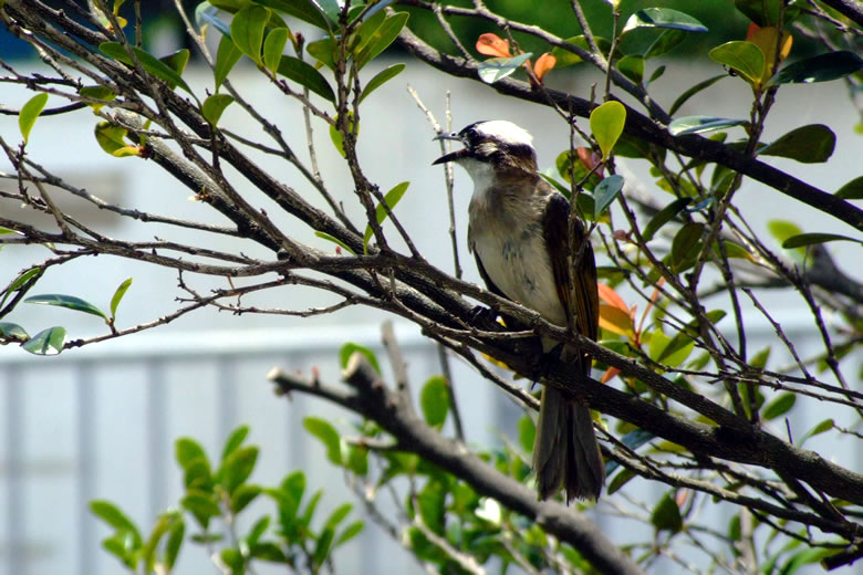 f:id:SQB:20080707214918j:image