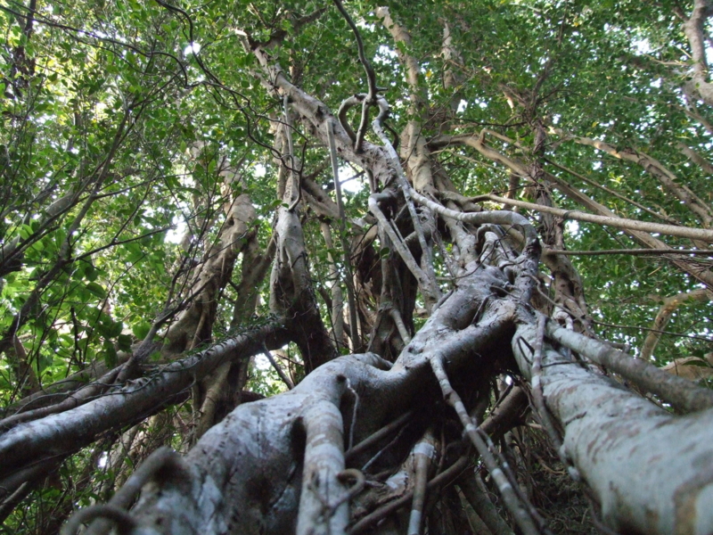 f:id:SQB:20090314215046j:image