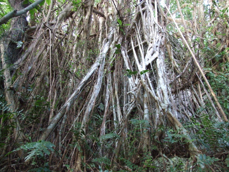 f:id:SQB:20090314215053j:image