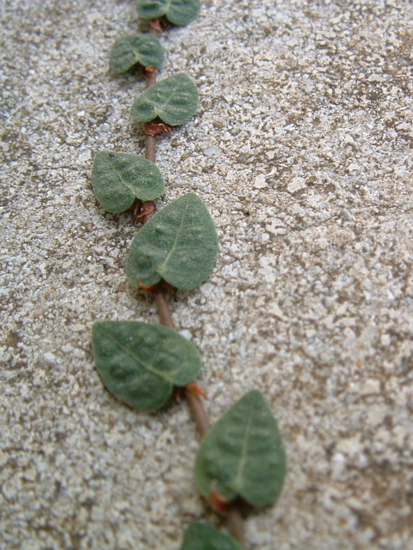 f:id:SQB:20090521220019j:image