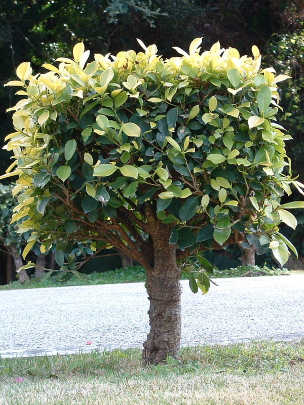 f:id:SQB:20090523220308j:image