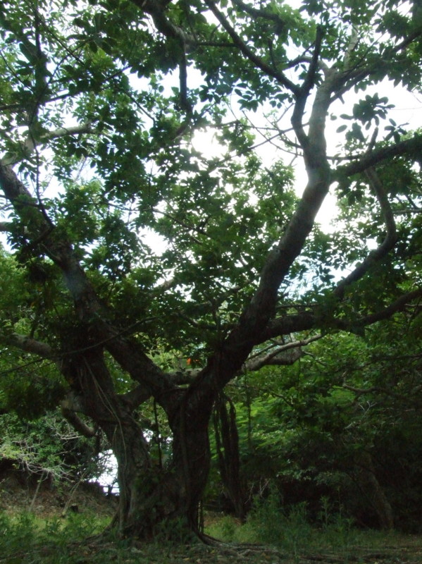 f:id:SQB:20090927142738j:image