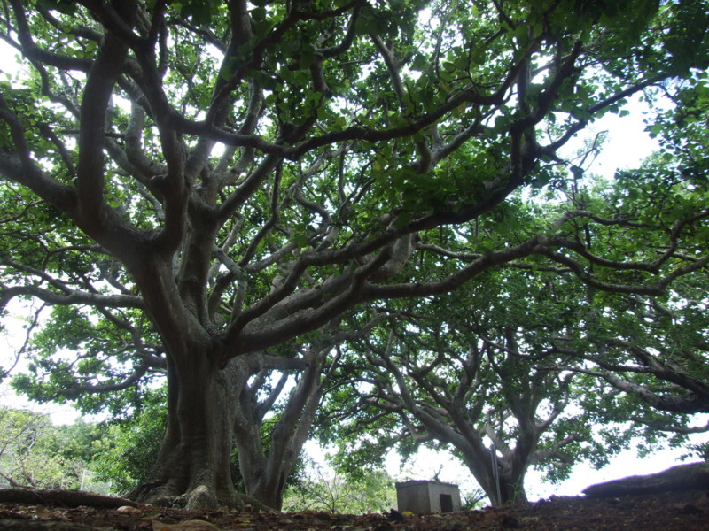 f:id:SQB:20091001231154j:image
