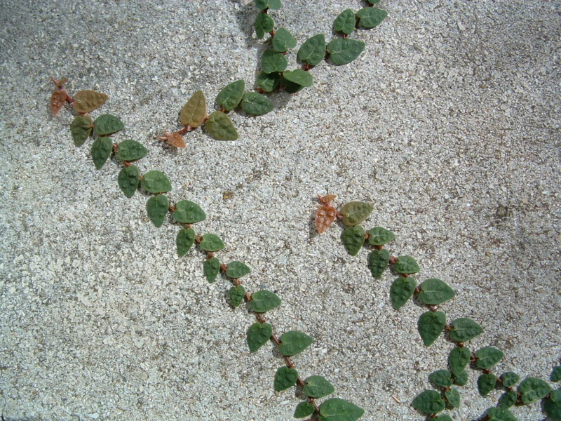 f:id:SQB:20091108204037j:image