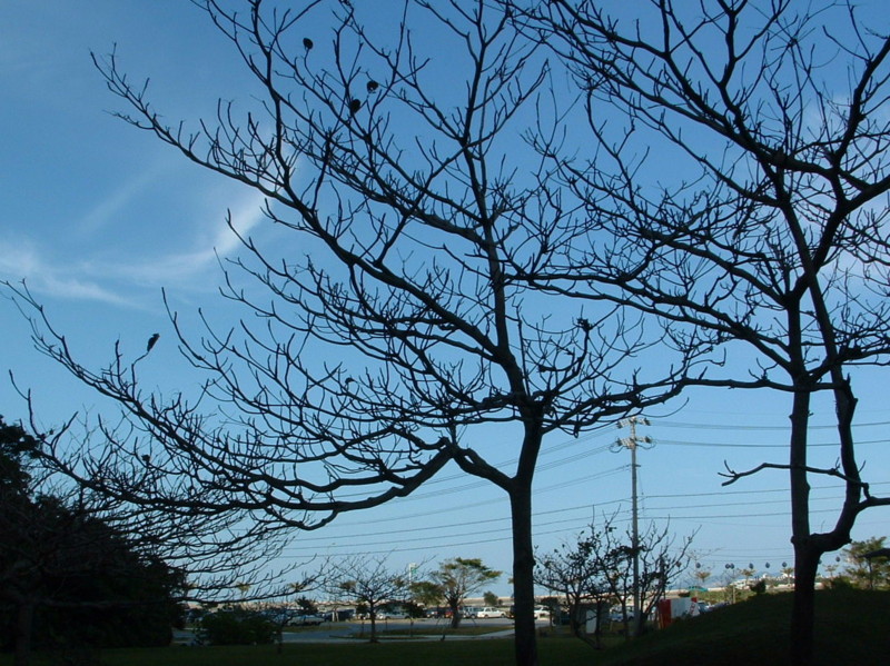f:id:SQB:20091110213954j:image