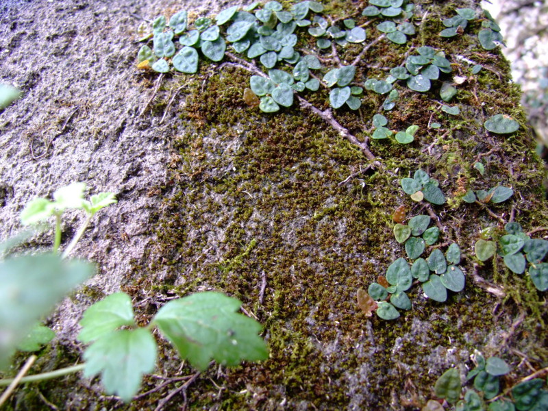 f:id:SQB:20091203194244j:image