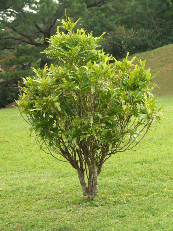 f:id:SQB:20091216214106j:image