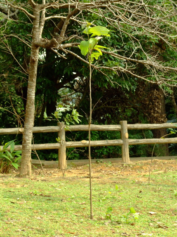 f:id:SQB:20091219215244j:image
