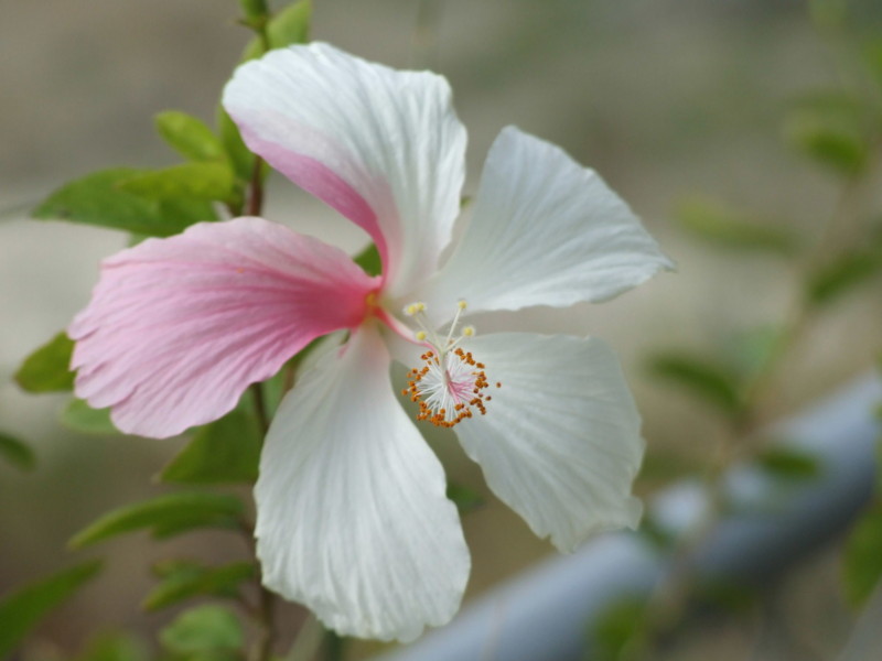 f:id:SQB:20091226200403j:image