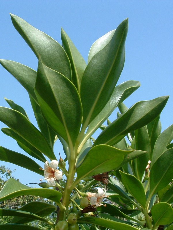 f:id:SQB:20100107220356j:image
