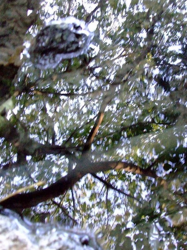 f:id:SQB:20100108223326j:image